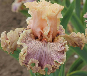 Ірис Ballroom Belle Белрум Бел (Johnson 2020) (сажінки)