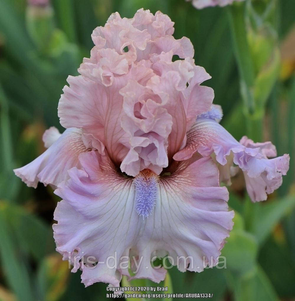 Ірис In Full View Інф Фул Вейв (Johnson 2020) (сажінці), фото 1