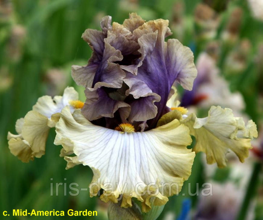 Ірис Only The Shadow Knows (Black 2020) (сажінки), фото 1