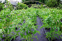 Спанбонд для дачи и теплица: как стелить агроволокно