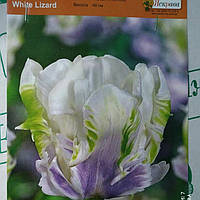 Тюльпан Попугайный White Lizard