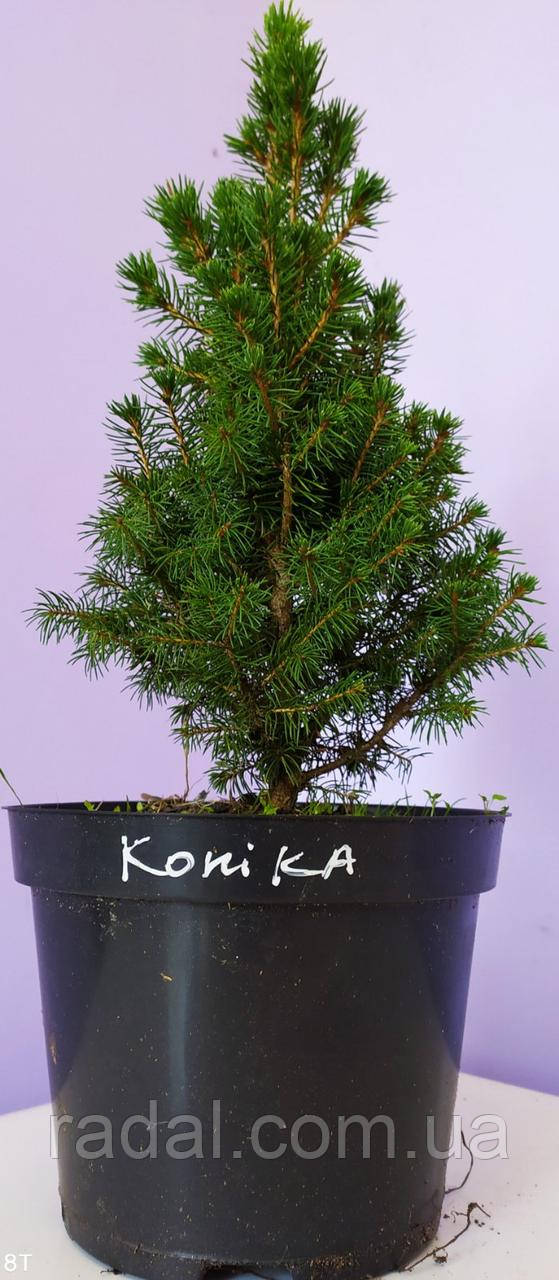 Ель канадская сизая Коника С2 (Picea glauca Conica) - фото 6 - id-p598125458