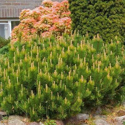 Саджанці Сосни гірської Мугус (Pinus mugo Mughus), фото 2