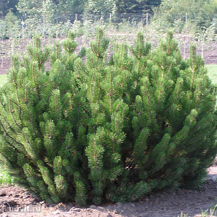 Саджанці Сосни гірської Мугус (Pinus mugo Mughus), фото 2