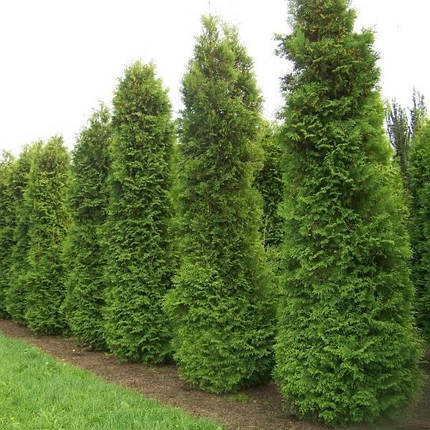 Саджанці Туї західної Брабант (Thuja occidentalis Brabant), фото 2