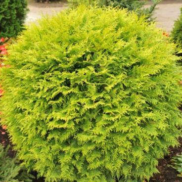 Саджанці Туї західної Глобоза Ауреа (Thuja occidentalis Globosa Aurea), фото 2