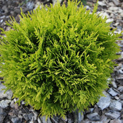 Саджанці Туї західної Давид (Thuja occidentalis Dawid), фото 2