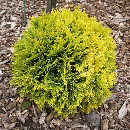 Саджанці Туї західної Даніка Ауреа (Thuja occidentalis Danica Aurea), фото 2