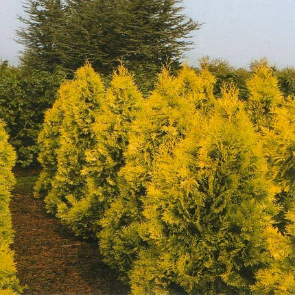 Саджанці Туї західної Європа Голд (Thuja occidentalis Europe Gold), фото 2