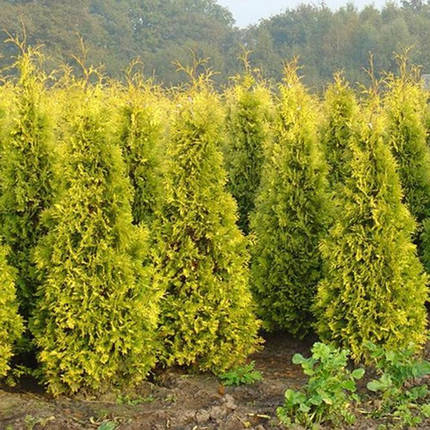 Саджанці Туї західної Європа Голд (Thuja occidentalis Europe Gold), фото 2