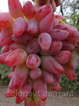 Оригінал, фото 1