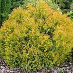 Саджанці Туї західної Рейнголд (Thuja occidentalis Rheingold), фото 2