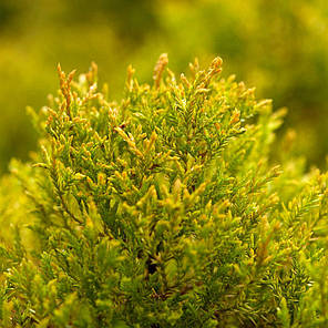 Саджанці Туї західної Рейнголд (Thuja occidentalis Rheingold), фото 2