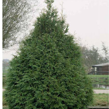 Саджанці Туї західної Фрісландія (Thuja occidentalis Frieslandia), фото 2