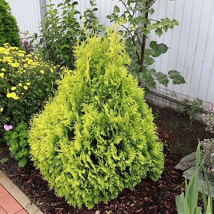 Саджанці Туї складчастої Корник (Thuja plicata Kornik), фото 2