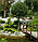 Саджанці вишні кущової "Умракуліфера" на штамбі (штамб Н 1,1-1,5 м), фото 2