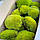 Стабілізований мох Green Ecco Moss купина лайм 1 кг., фото 2