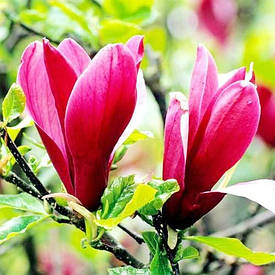 Саджанці магнолії