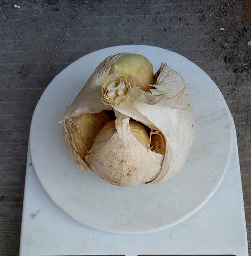 Лук чеснок посадочный озимый Рокамболь 20+ Упаковка 500 г 1 шт (ID ...