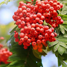 Саджанці горобини