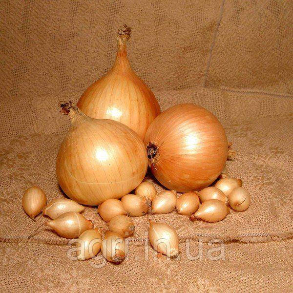 Цибуля сіянка Центуріон, 1кг. Голландія BROER. Оригінал.