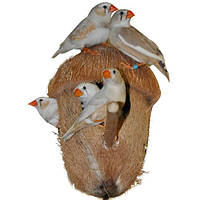 Будиночок для амадин (Кокосовий)