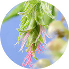 Зображення квітки крапель Баха №17 Hornbeam (Граб) Зображення Hornbeam