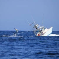 Очікуваний прогноз риболовлі на 30, 31 жовтня та 1 листопада.