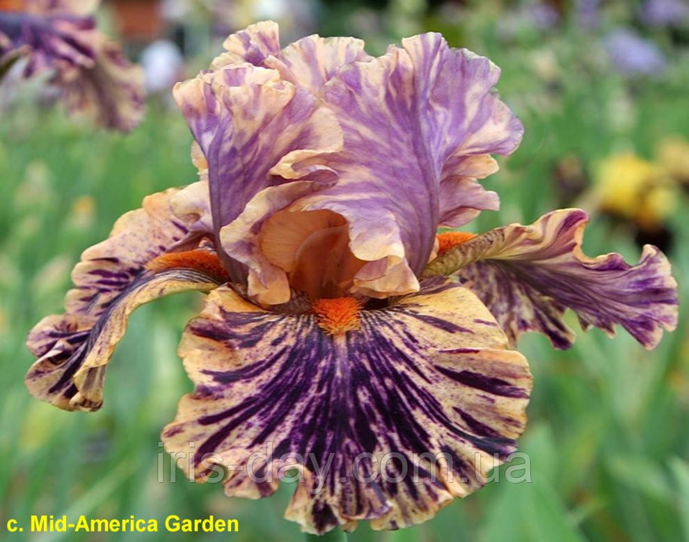 Ірис Wild Streak Вілд Стрейк (Black 2020) (сажінки), фото 1