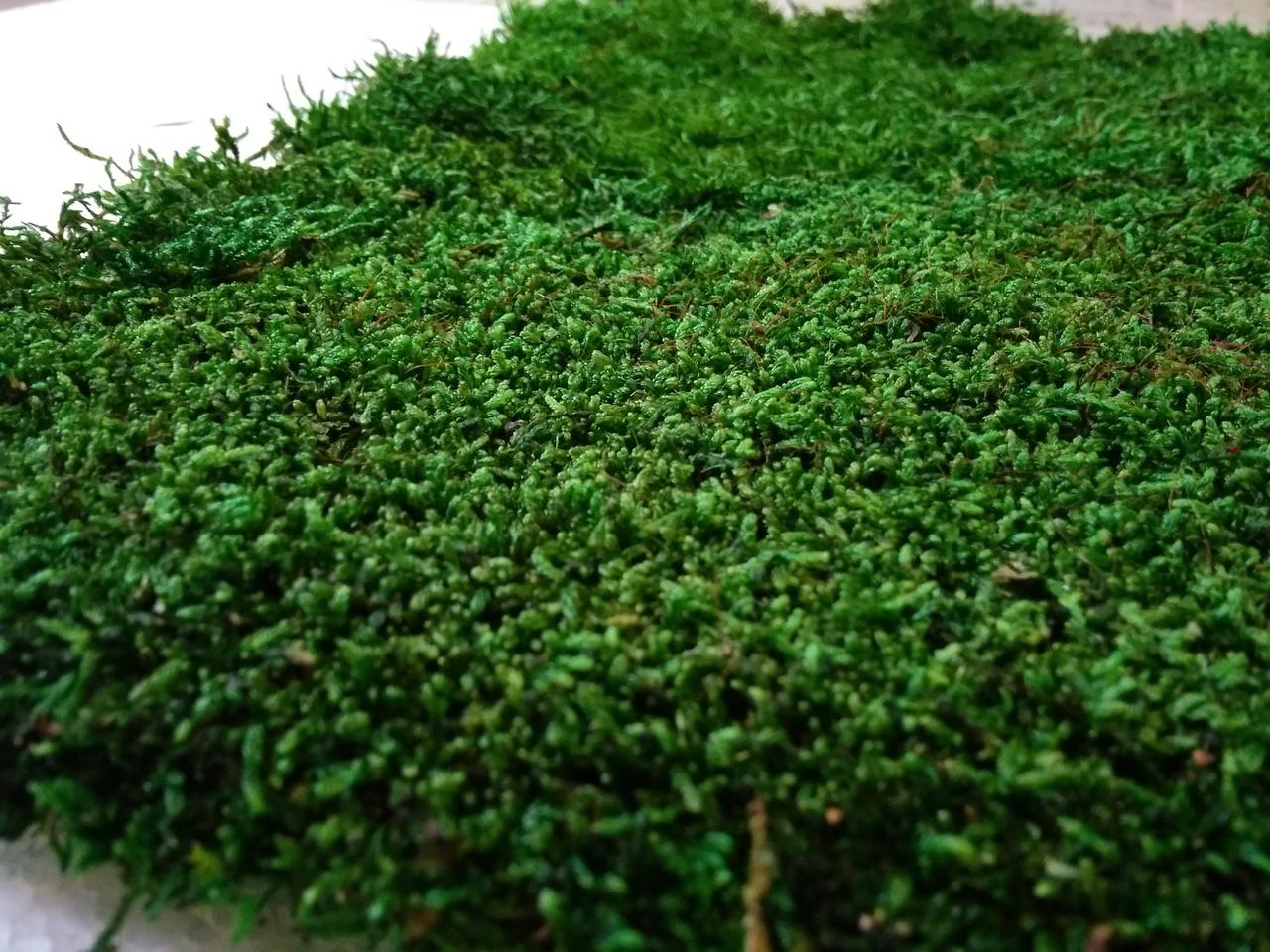 Стабілізований мох Green Ecco Moss плоский 1 кв. м