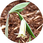 Зображення квітки крапель Баха №36 Wild Oat (Дикий Овес) Зображення Wild Oat