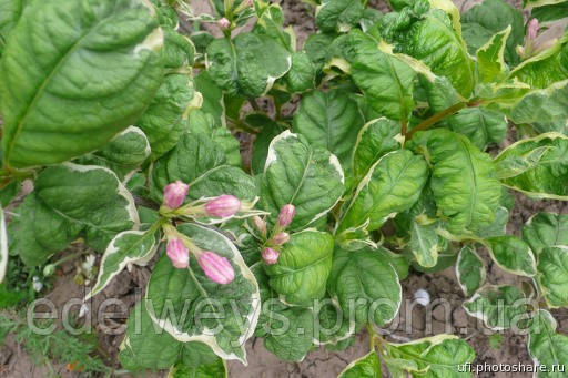 Вейгела "Карикатура" (Саженці), фото 1