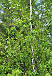 Іва чорна (сажінці) Salix nigra, фото 2