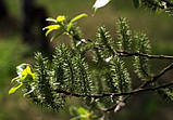 Іва чорна (сажінці) Salix nigra, фото 3