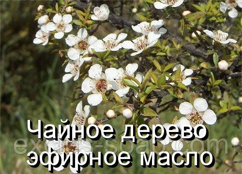 Чайное дерево-эфирное масло(реконстр.)(Германия)-10 мл - фото 1 - id-p174121118