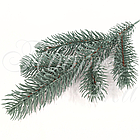 Гілка лита Ялина канадська Еліт блакитна, фото 3