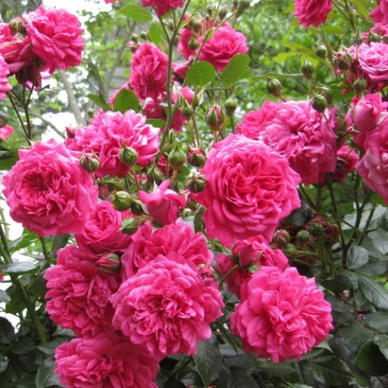 

Лагуна (Laguna)