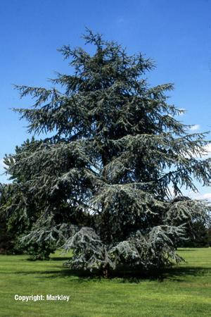 

Кедр Атласький 2 річна,Cedrus atlantica