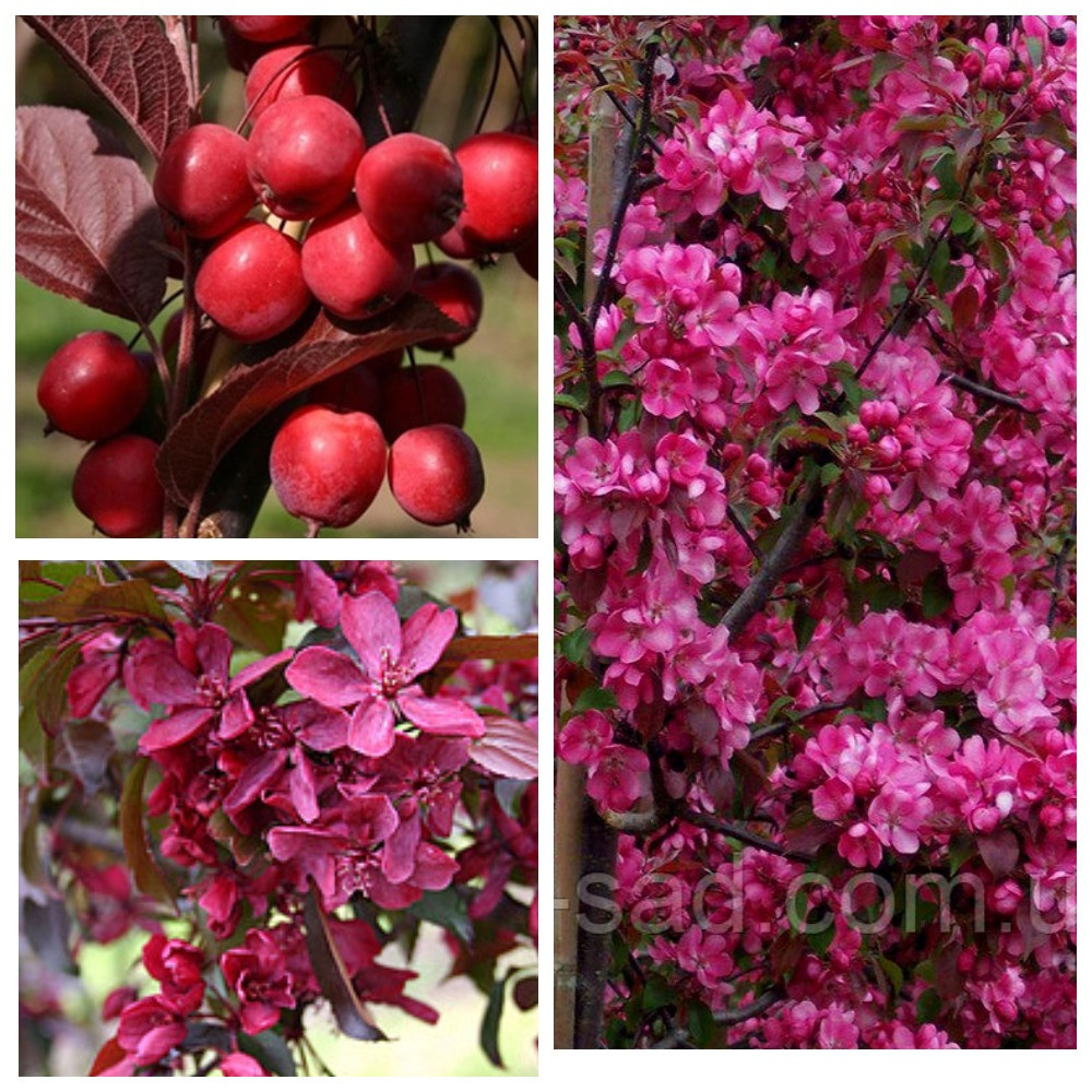 Саджанці Райської яблуні червонолисної (Недзвецького), фото 1