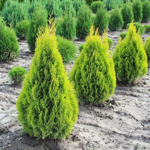 Найпоширеніші види туй та їх переваги