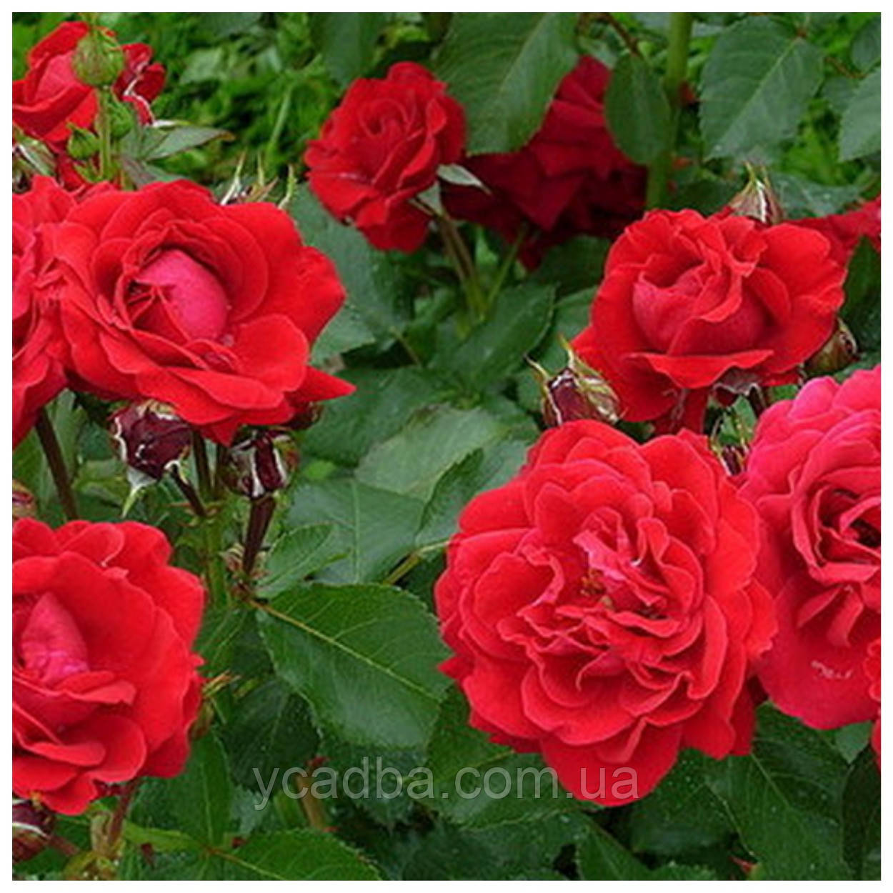 Троянда мініатюрна Ред Макарена, фото 1