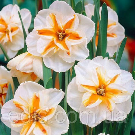 Нарцис розрізнокорончастий Delta 12/14 1 шт./пач., фото 2