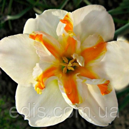 Нарцис розрізнокорончастий Delta 12/14 1 шт./пач.