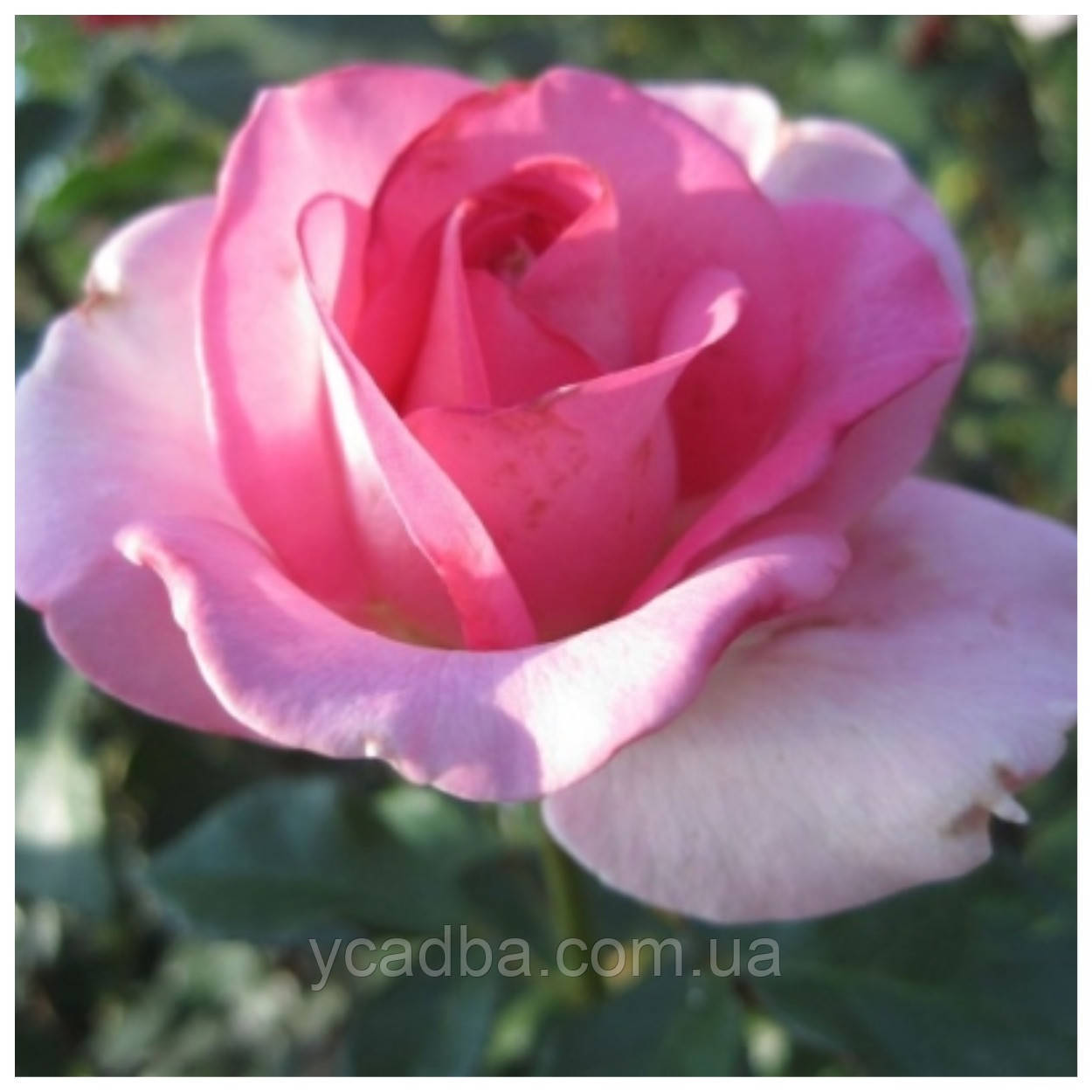 Троянда чайно-гібридна та флорибунда Марина, фото 1