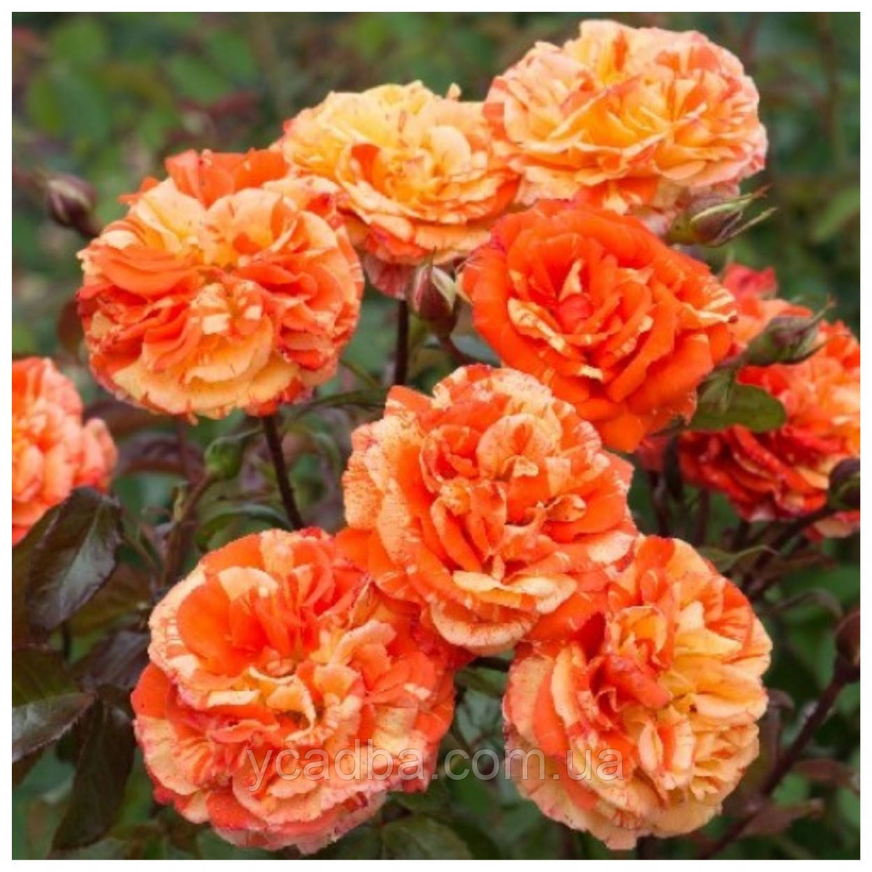 Троянда англійська Оранж енд Лемонс, фото 1