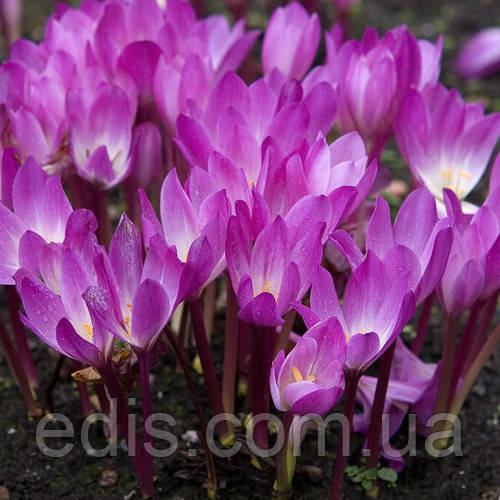 Колхикум (пізньоцвіт) Cilicicum purpureum 1 цибулина