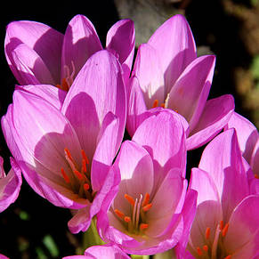 Колхикум (пізньоцвіт) Cilicicum purpureum 1 цибулина, фото 2