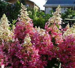 Гортензія Доллі (Hydrangea paniculata Dolly) у конт.3л, фото 3