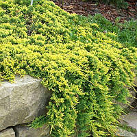 Можжевельник горизонтальный 'Голден Карпет' 3 года Juniperus 'Golden Carpet'