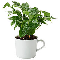 IKEA COFFEA ARABICA (304.772.32)